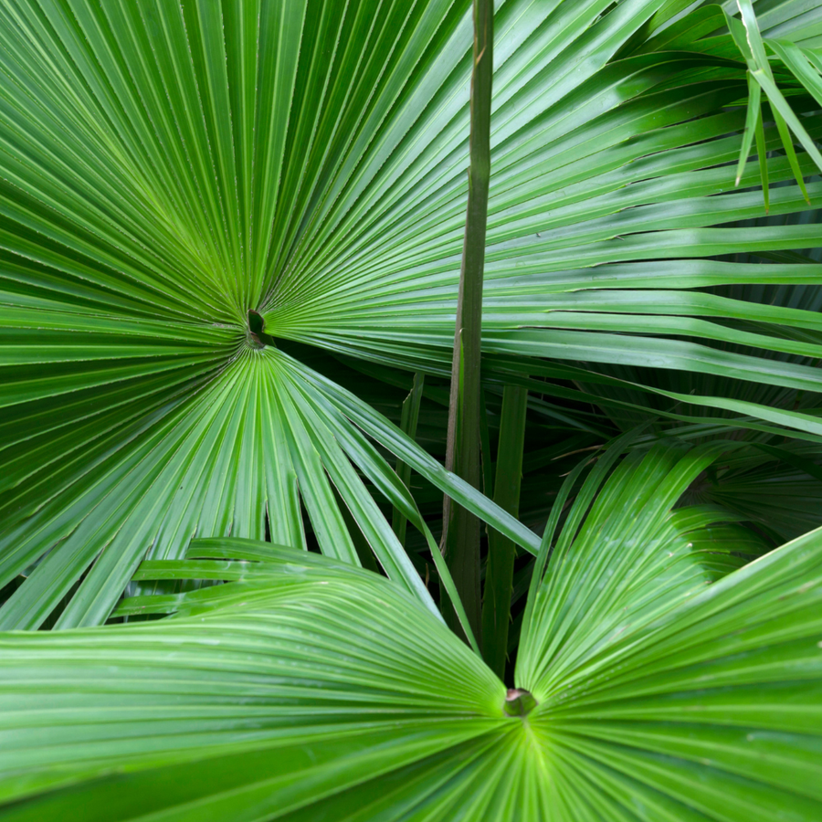 Saw Palmetto et chute de cheveux : mythe ou réalité ?