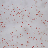 OFFRE 2 Gommages Anti-Chute = 1 Shampoing offert